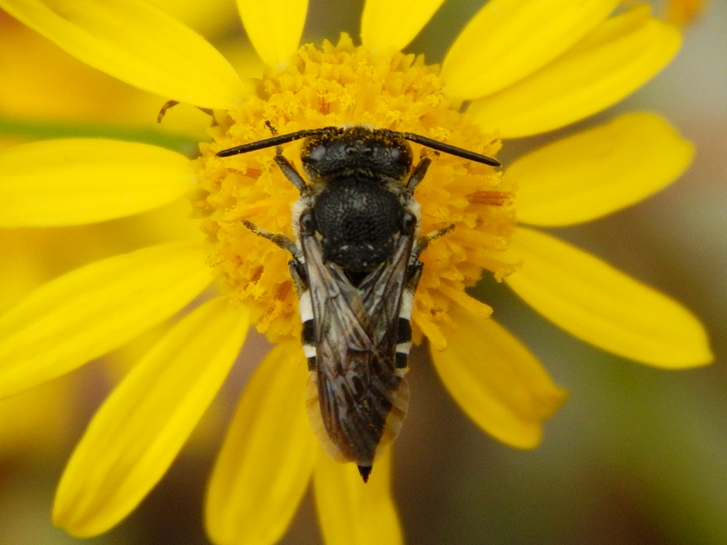 femmina di Coelioxys sp. (Apidae Megachilinae)